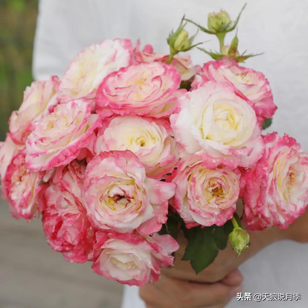 人家最美四月天，天狼自育终于打折了！15个品种供你宠信。