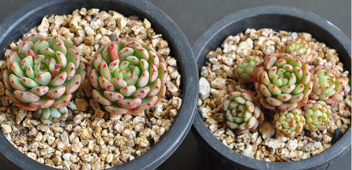 韩国多肉大全图片,多肉公主的图片