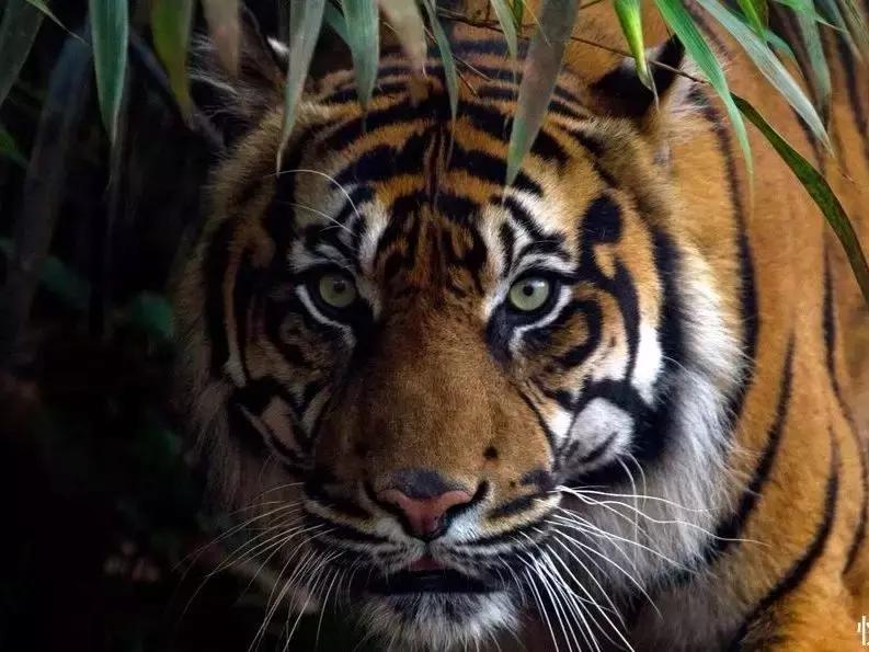 哪种犬可以单挑过老虎,能战胜狼的猛犬