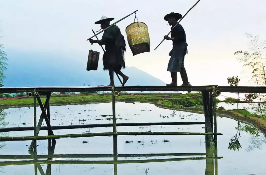 芒种代表人生的寓意,芒种时小麦是不是都收好了