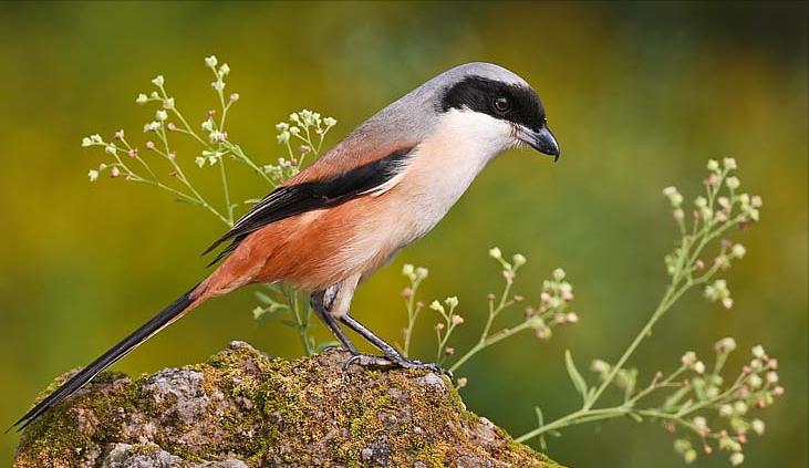 东江揽胜,惠州淡水常见鸟类图谱