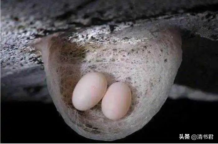 雨燕是世界上飞得最快的鸟吗,雨燕是飞得最快的燕子吗