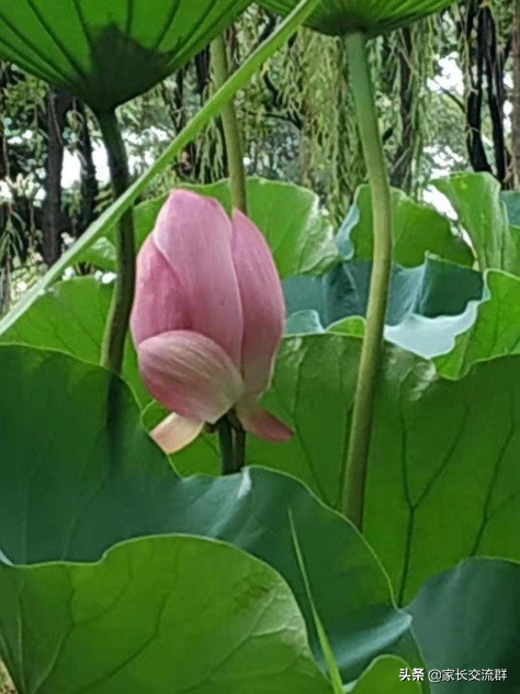 江南大学----一所可能“不适宜”学习的高校