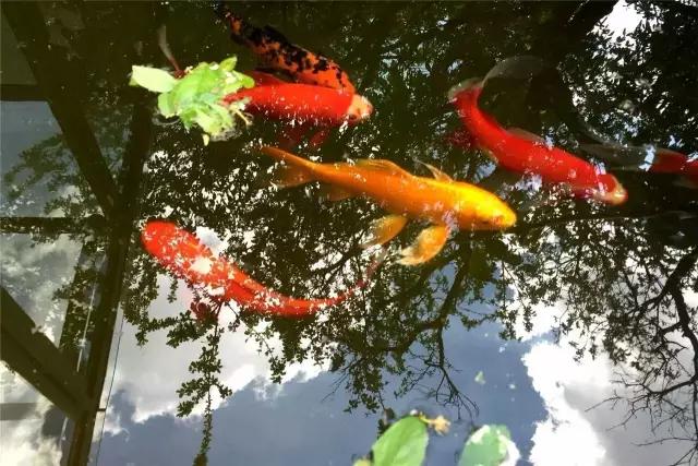 租乡下院子的乡村生活,把生活过成诗的院子