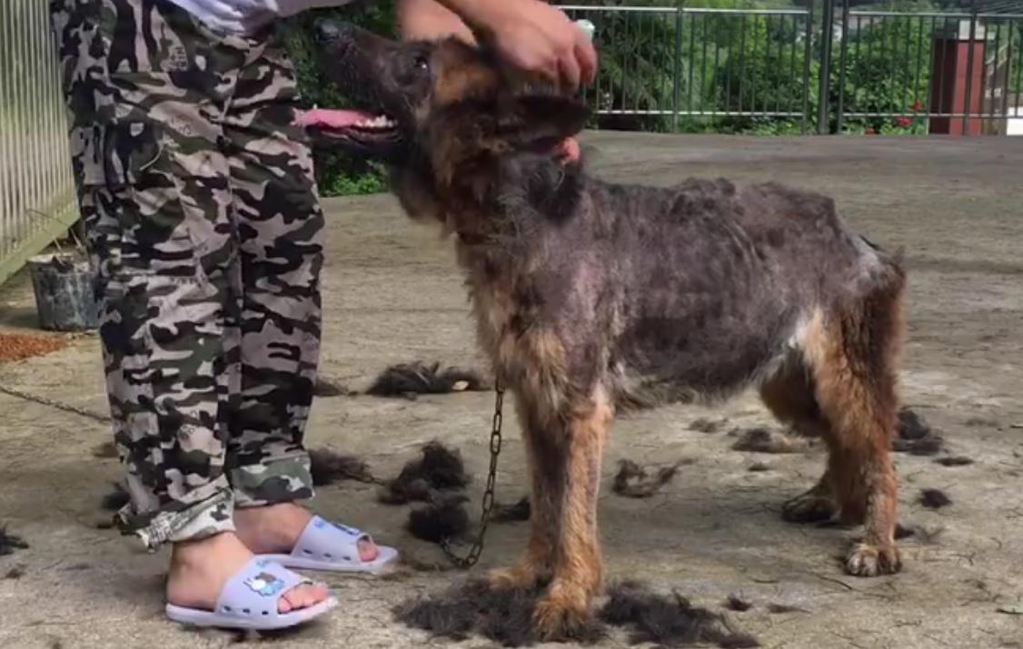 骨瘦如柴的流浪狗马犬,骨瘦如柴的流浪柯基