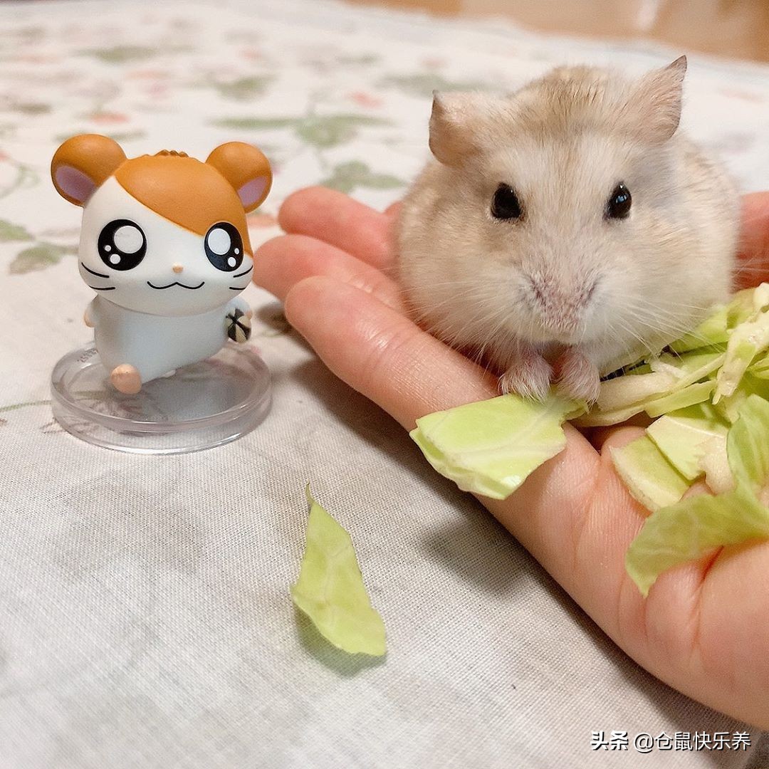 仓鼠刚到家如何防应激,仓鼠一天不吃鼠粮怎么办