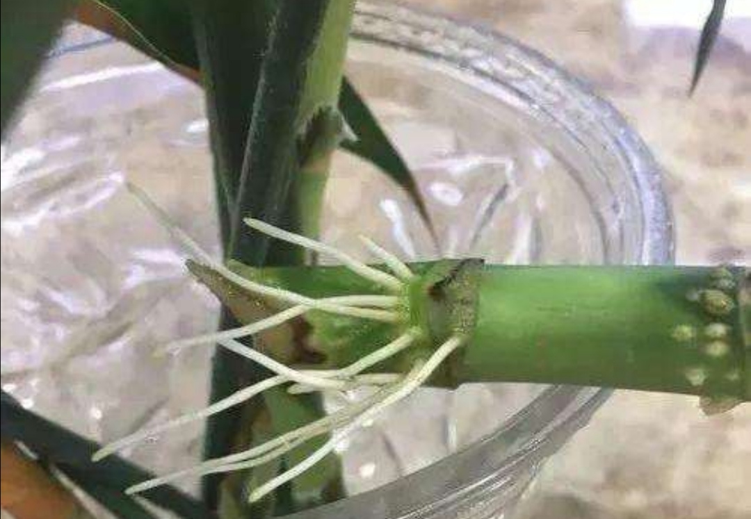 富贵竹用塑料桶养可以吗,富贵竹用塑料桶可以养吗