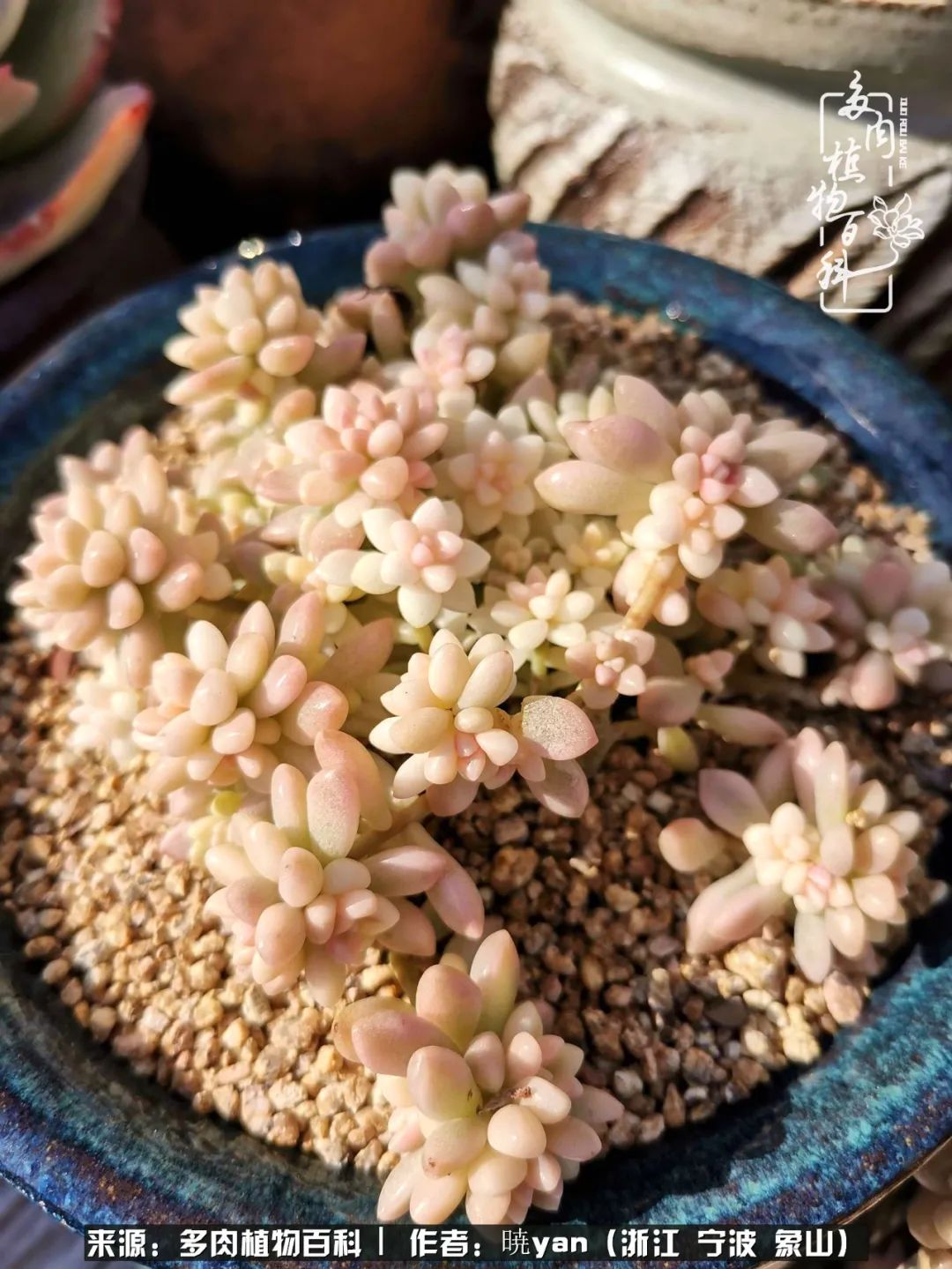 多肉初级入坑者,入坑多肉