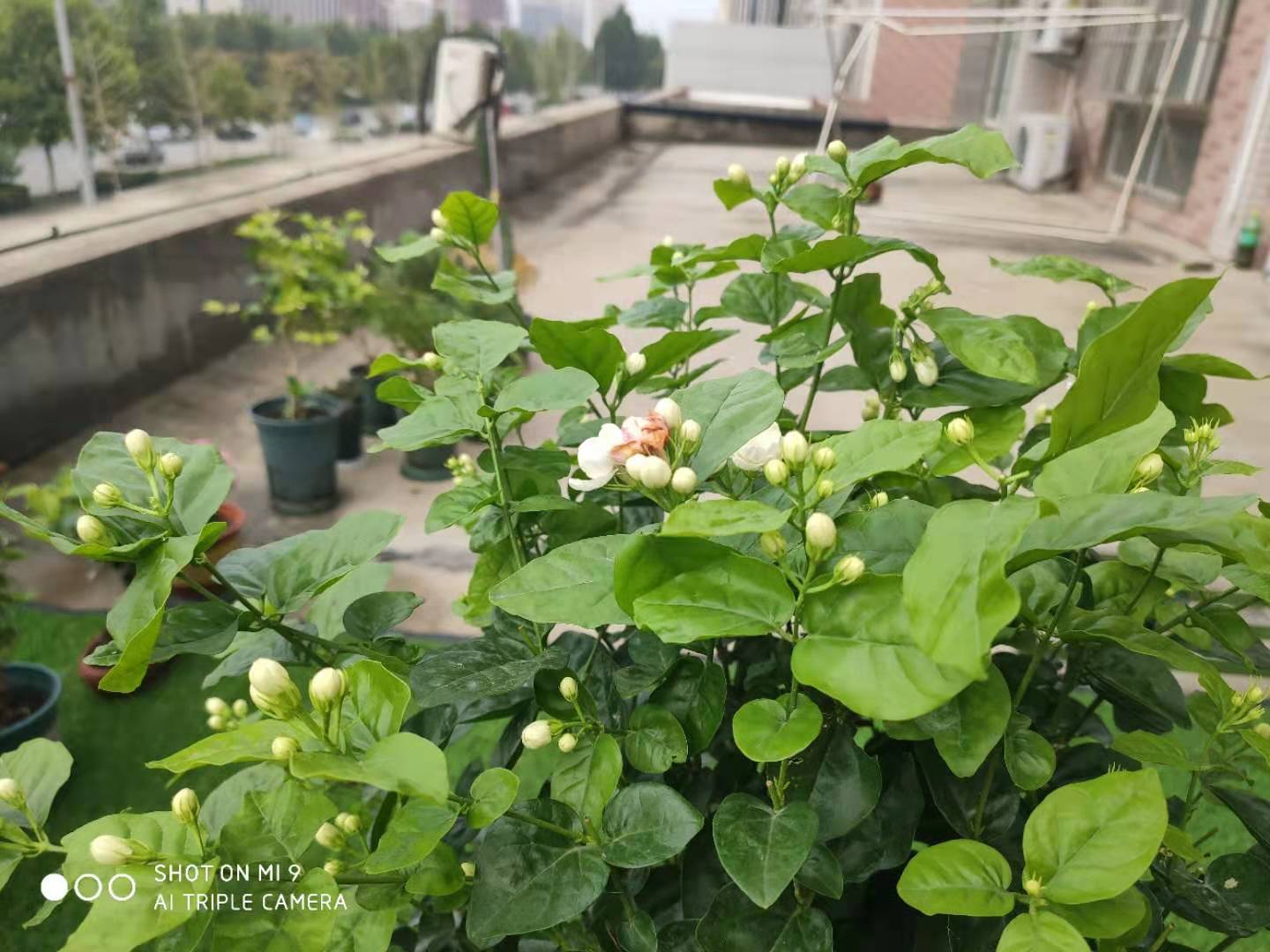 有哪些花不怕晒又耐寒,冬天最耐寒不怕冻的花