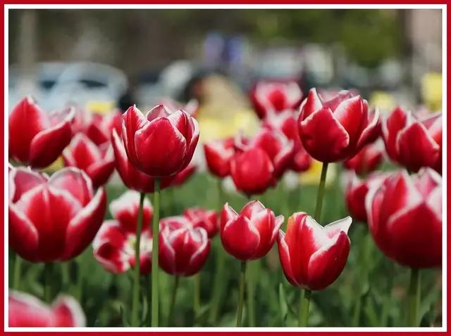 魔都赏花旅游攻略,魔都春季赏花好地方