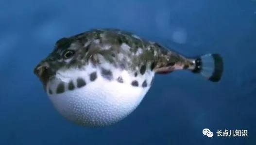 世界公认的最强淡水大鱼,史上最可怕的十大鱼