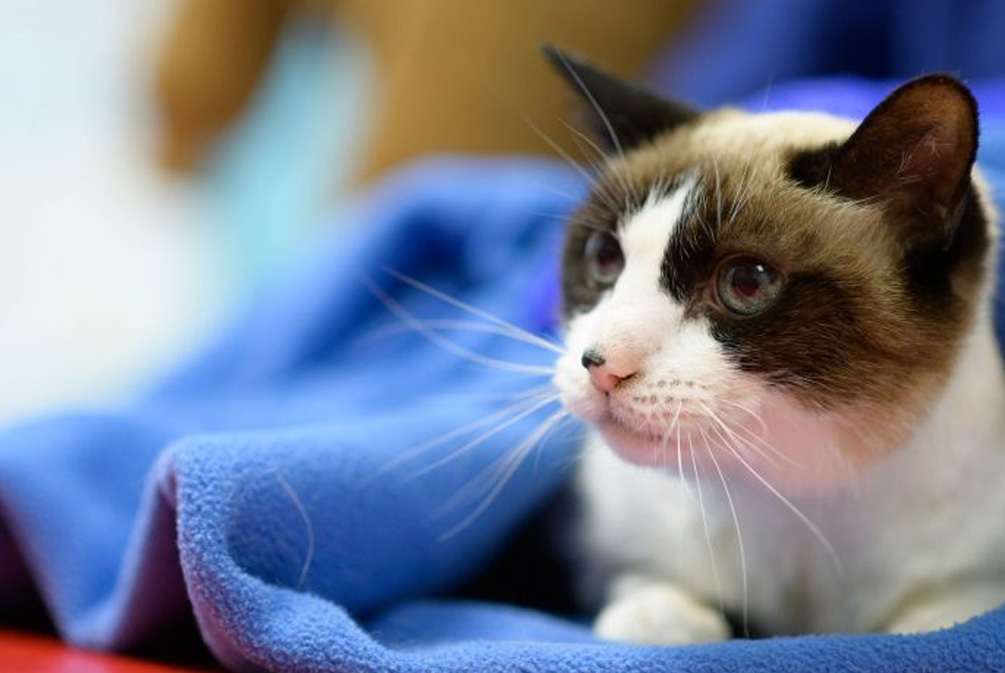 猫鼻子干燥嗜睡无精神不吃饭,猫鼻子干燥是什么原因