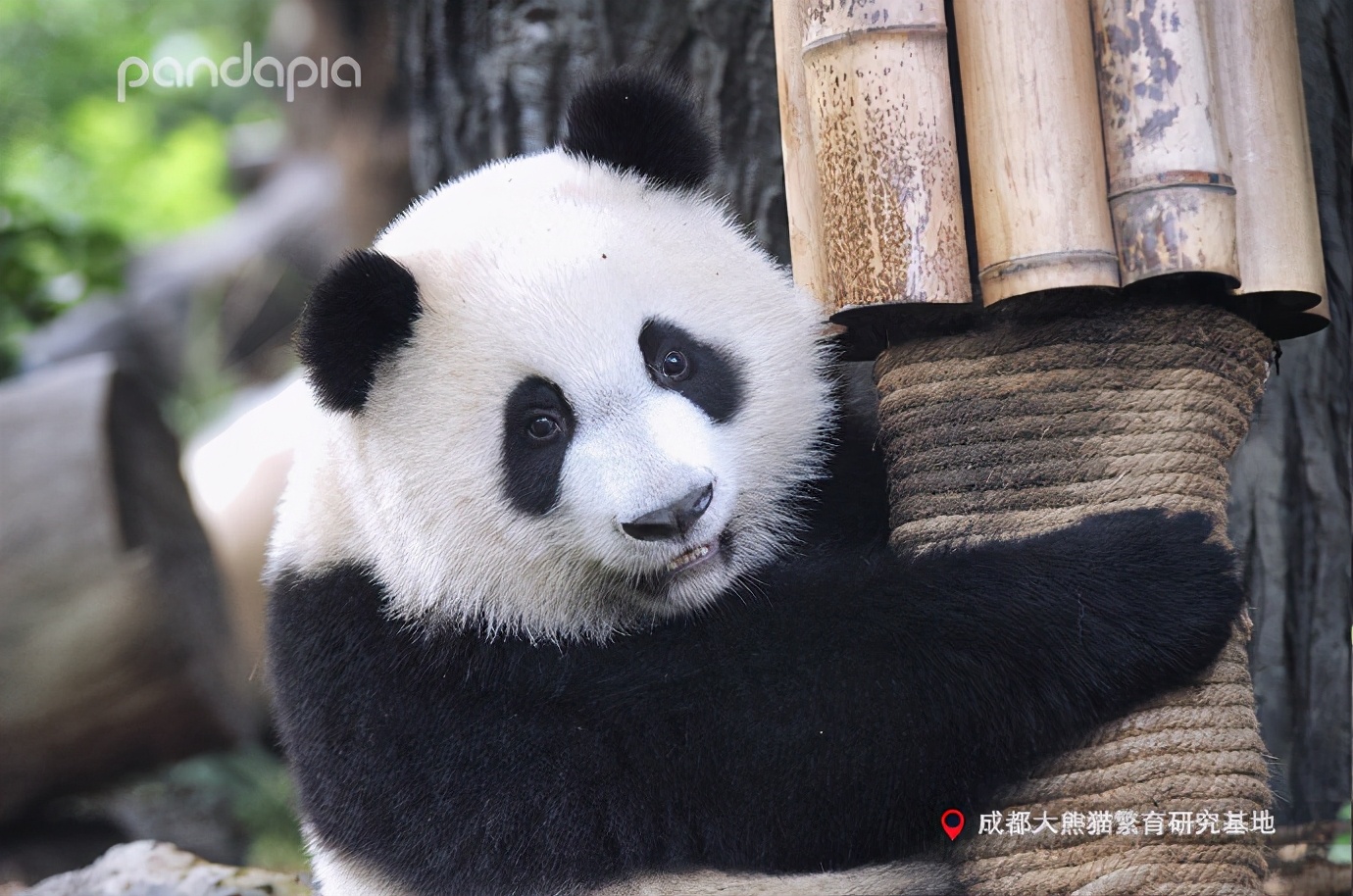 出彩“滚滚”|每一只熊猫都是潜力股......