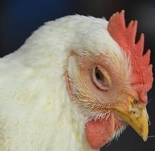 养鸡过程中鸡生病了怎么办,鸡得了高温病的解决方法