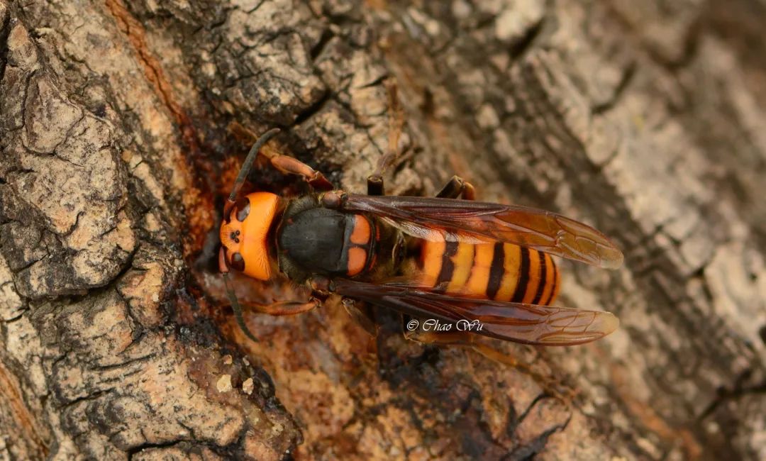 野外郊游怎样防蚊虫叮咬,夏季虫子叮咬科普视频