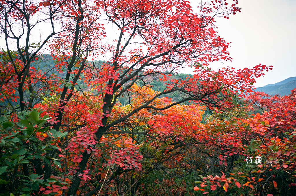 红了红了！在甘山的片片红叶中首波感受绚烂的秋天
