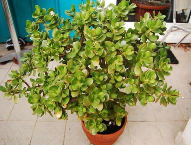 怎样修剪让玉树往高长,如何使盆栽玉树长得旺盛