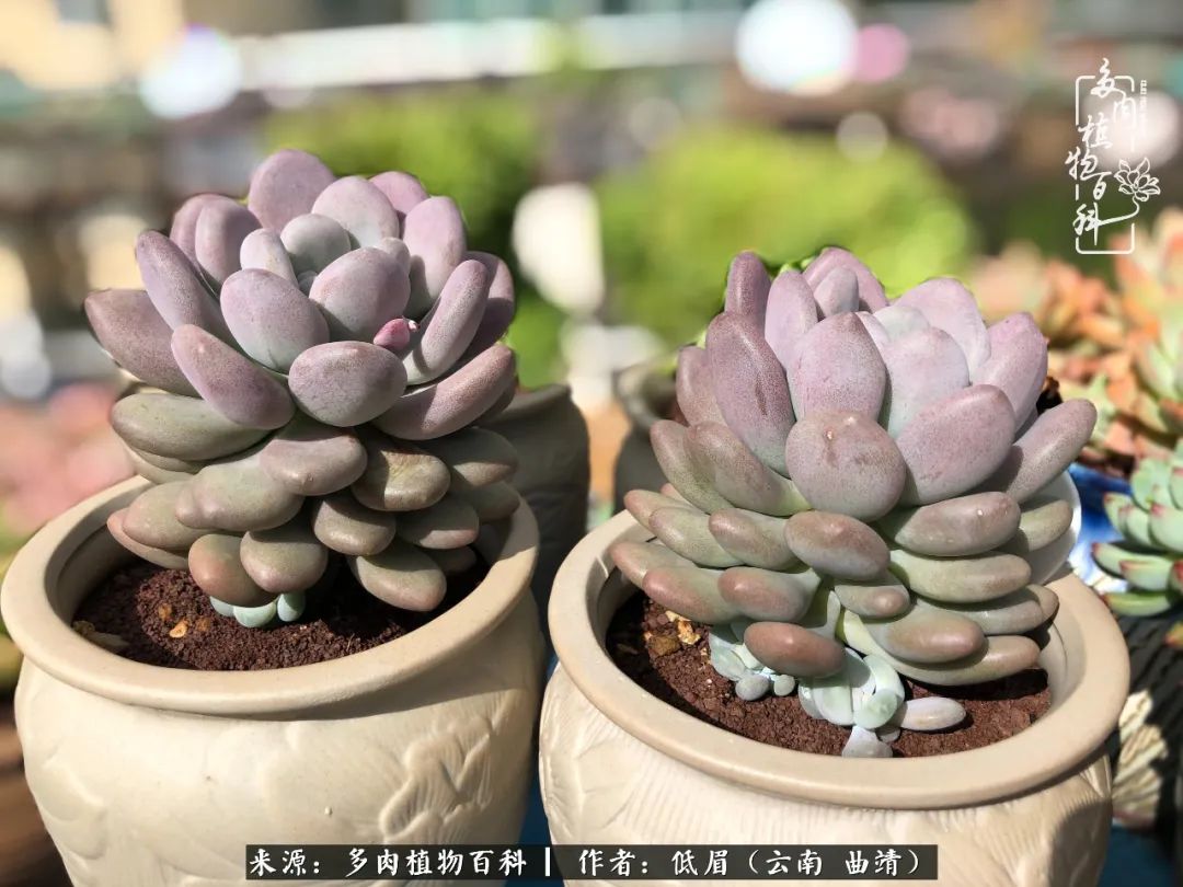 多肉怎么养度夏,多肉怎么养之度夏篇