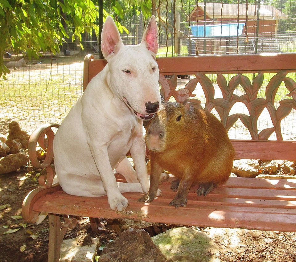 最大的鼠类动物,和猫一样大的长毛鼠小动物