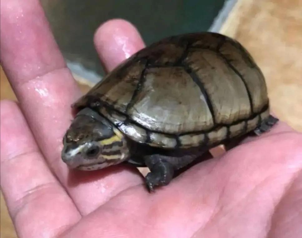 蛋龟混养推荐什么品种,蛋龟和泥龟一共有多少种品种