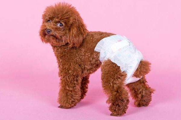 母狗发情会有哪些症状？如果不想让它生崽，那就别让公狗接近它！