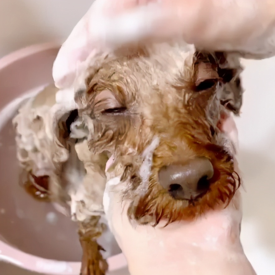 毛孩子洗护大片,毛孩子沐浴液