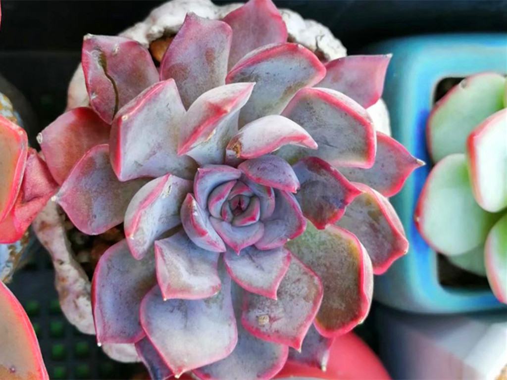 刚买多肉化水怎么挽救,多肉植物网购回来处理方法视频