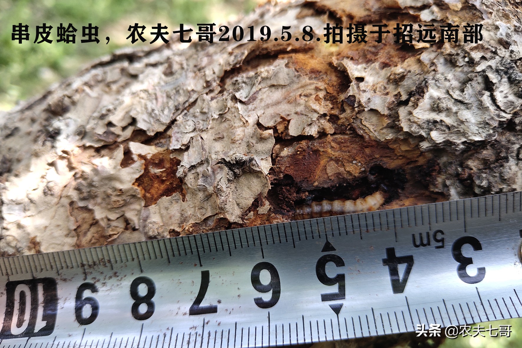 苹果树蛀心虫有几种,黄皮果树树心有虫子怎么消除