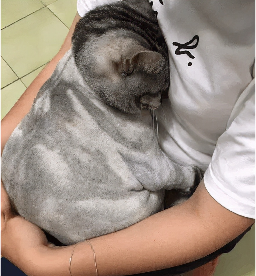 给猫咪剃毛会有哪些危害,一年的猫咪掉毛很严重需要剃毛吗