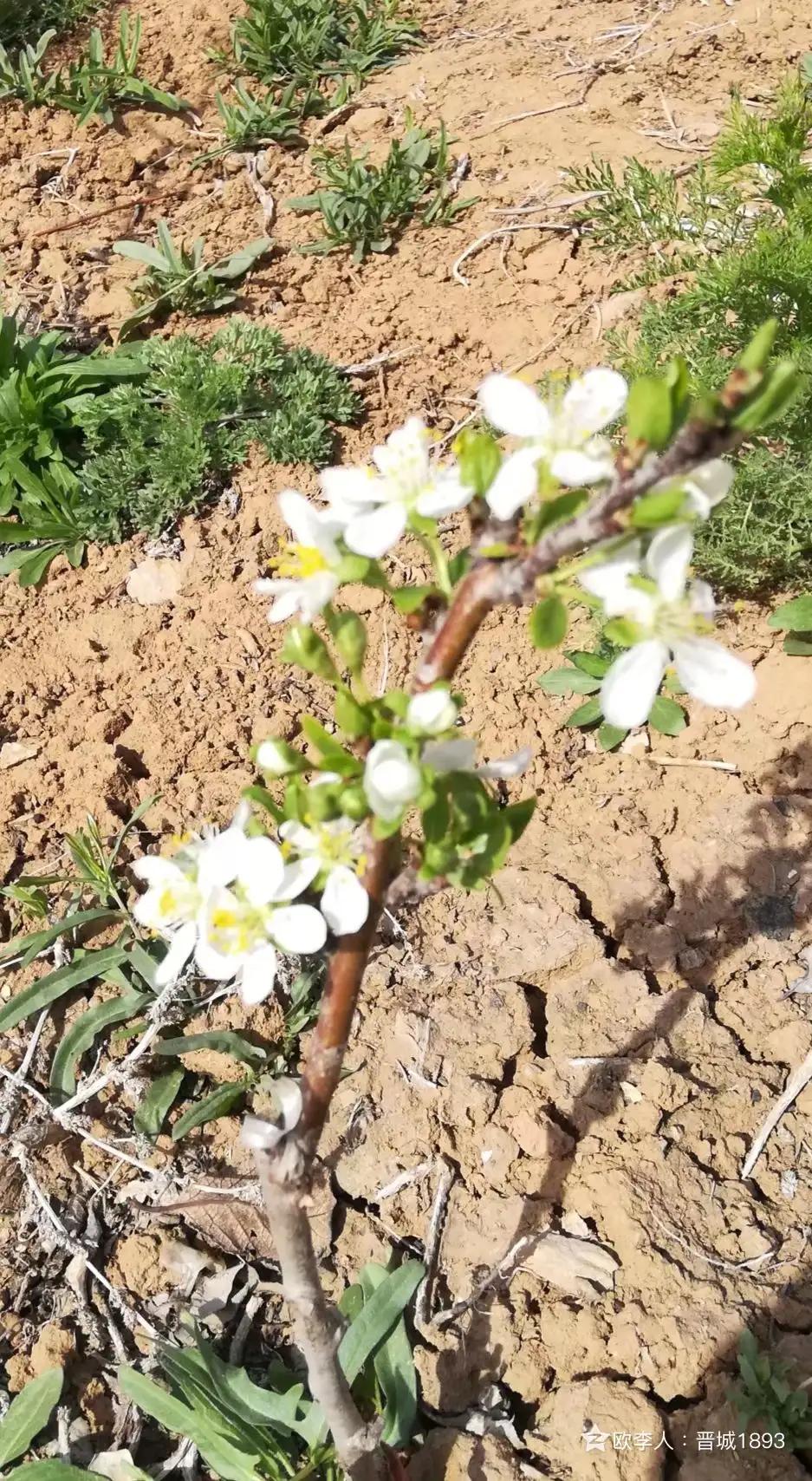 西梅苗带叶带土盆栽,带果盆栽西梅树苗