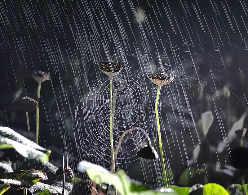 下雨天了怎么办我好想你原版,下雨天了怎么办我好想你是什么梗