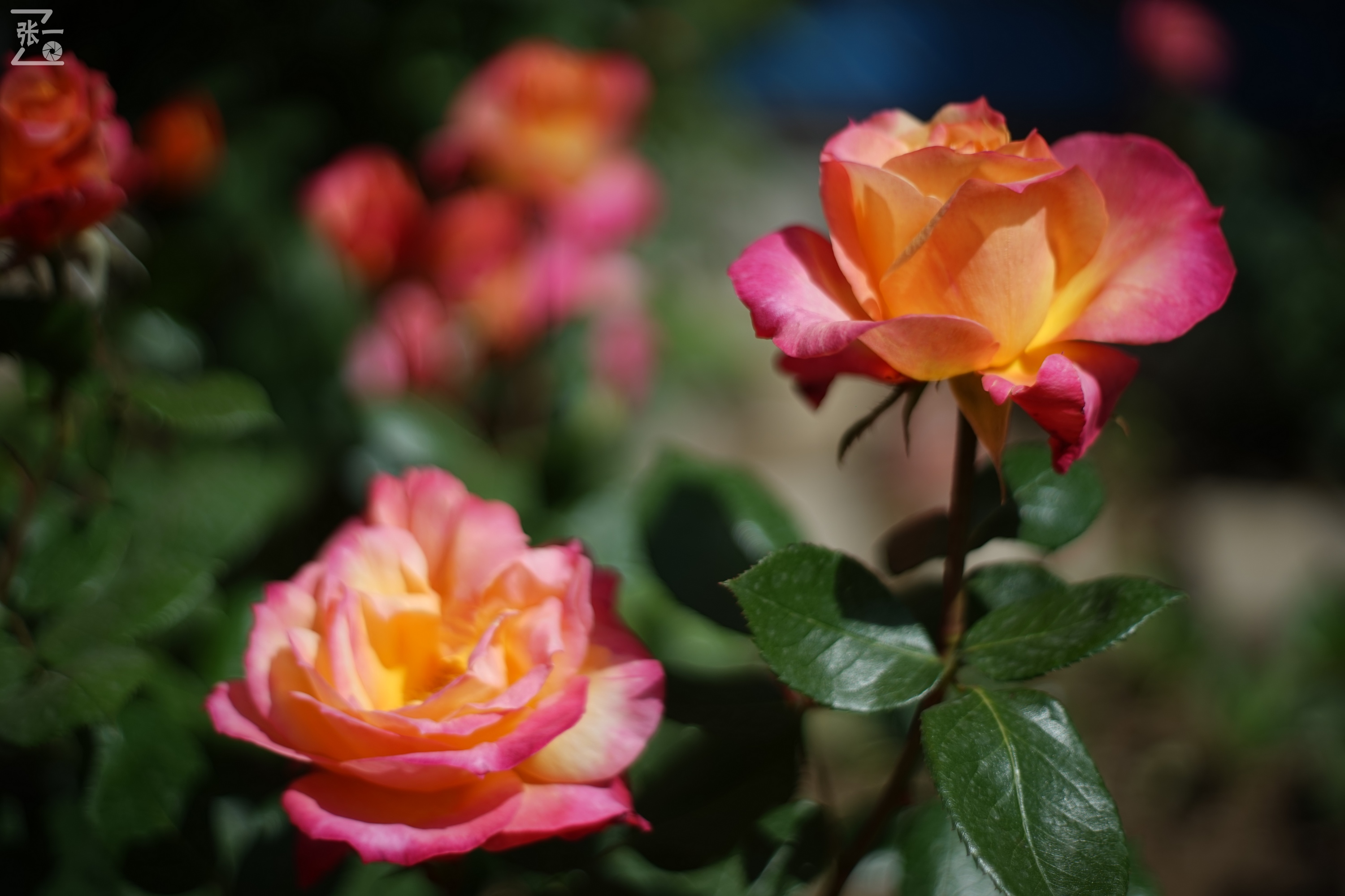 凤凰国产50mm镜头,凤凰索尼e口镜头