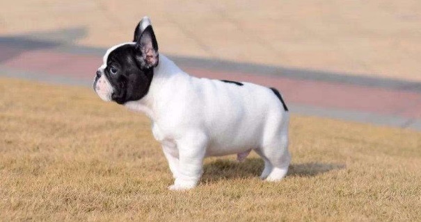 法国斗牛犬的优点和缺点,法国斗牛犬的优点与缺点