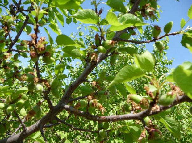 食鉴本草苦杏仁,药食两用的杏仁