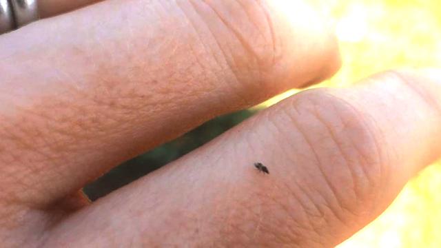 瓢虫害虫和益虫的区别图,益虫害虫有哪些视频