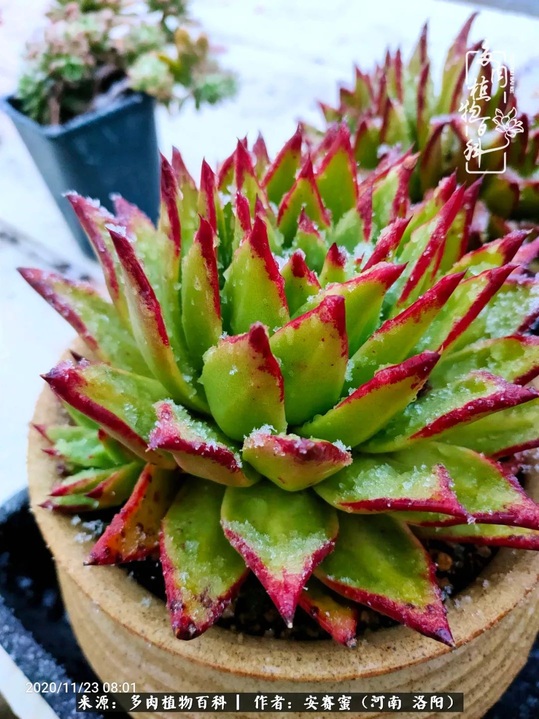 现在是多肉最美的季节,多肉最美的季节来啦