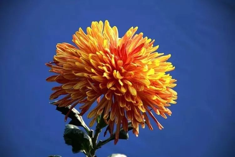 花中四君子菊花,花中四君子菊花的简介