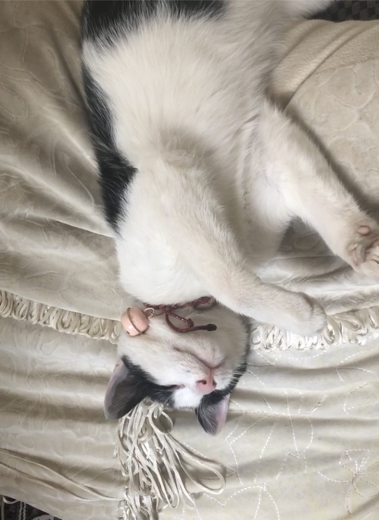 怎样让猫咪变成粘人小猫,要怎么驯服一只小猫