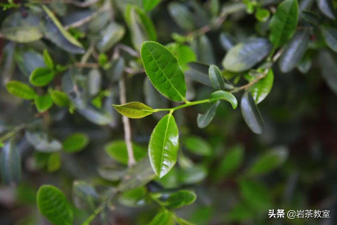 曦瓜鬼洞铁罗汉新老包装区别,曦瓜内鬼洞铁罗汉品鉴