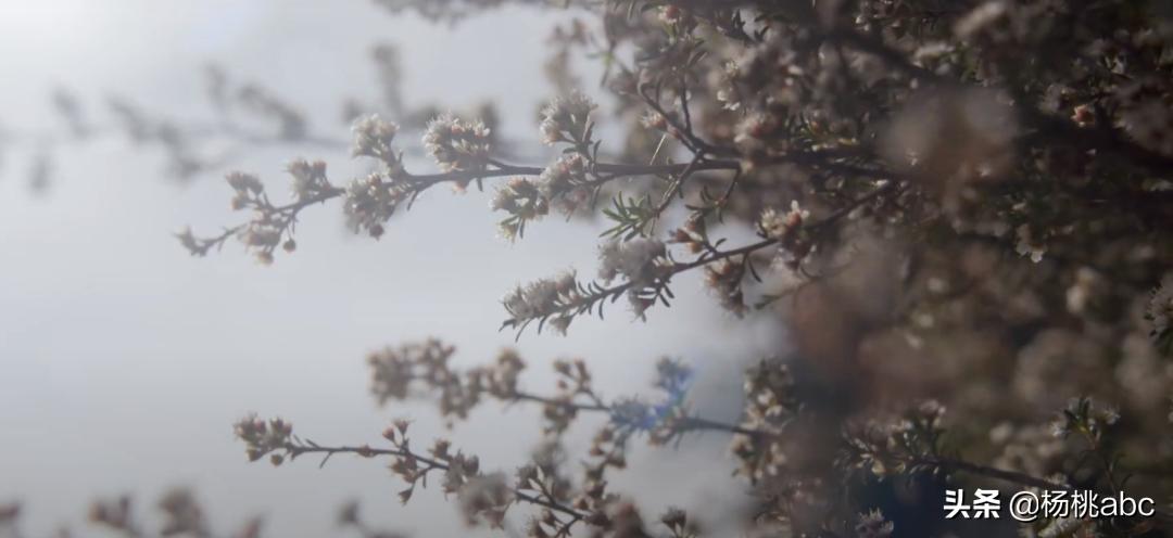 提前警告还不改？这些卖假进口蜂蜜的牌子都被罚款上百万