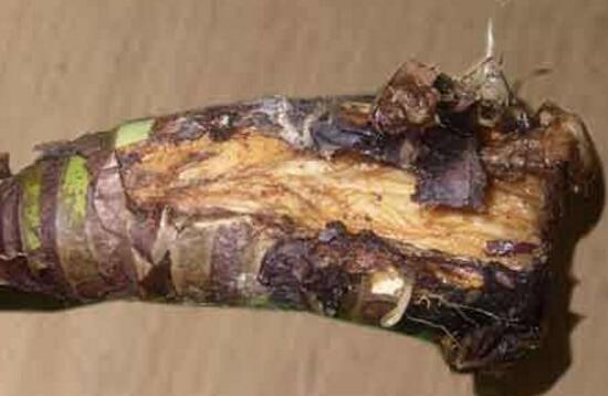 滴水观音烂根怎样处理,水培滴水观音不烂根土培就烂根