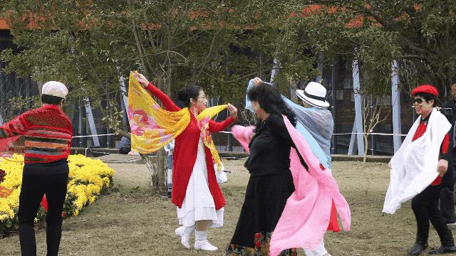 兴化千垛菊花海,广州海心沙菊花海