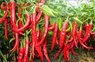 五叔和谦谦最新视频,五叔突然去世