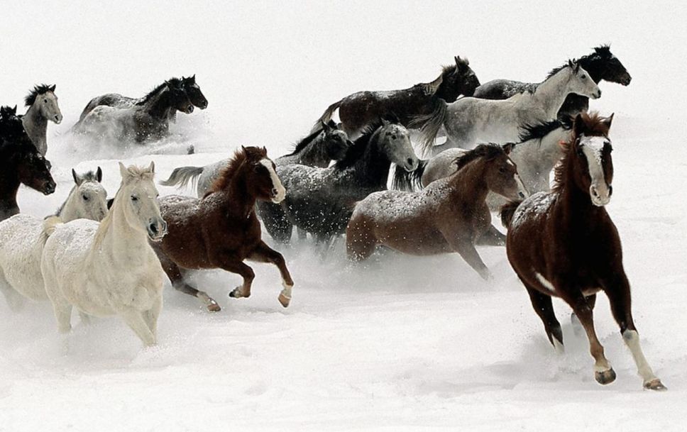 战马颜色,战马的区别