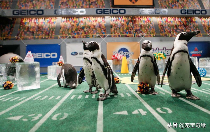 国外狗狗敏捷比赛,狗狗敏捷大赛罗威纳