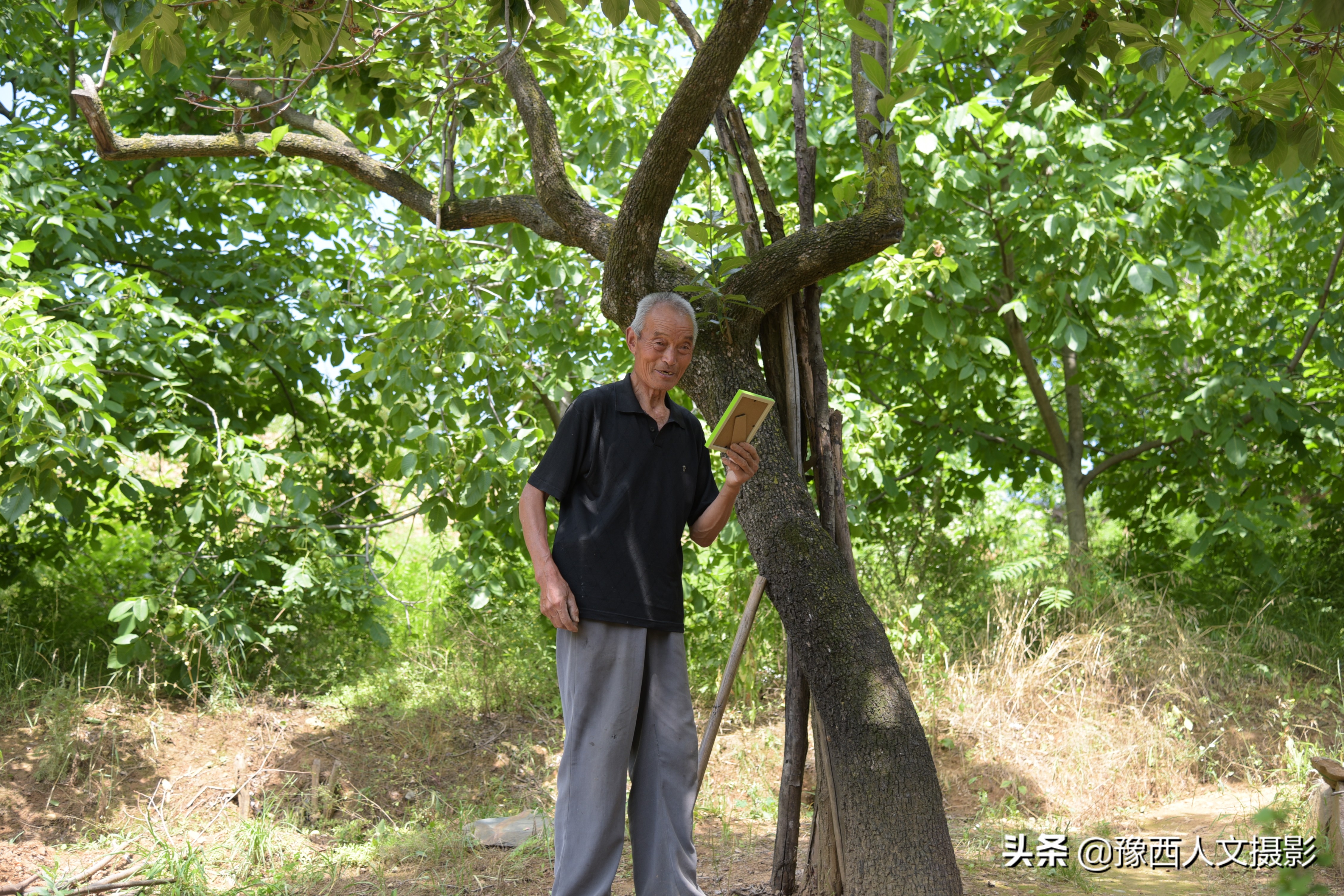 山里大叔4年前发现商机，庄稼地改种暴利药材，结果收购价格跳崖