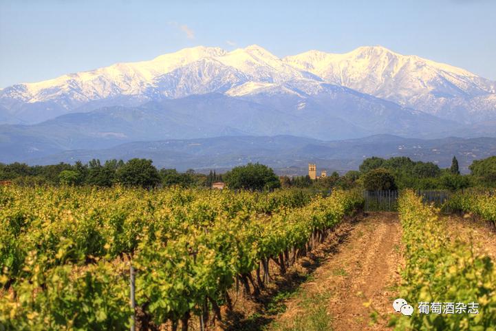 对蜜雪冰城产品的认知,露喜龙产区