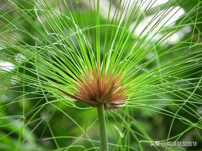 有一种帽子很像鸭舌帽,有什么新式样式帽子