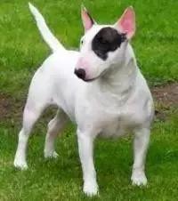 身价最高的狗,身价20亿的狗