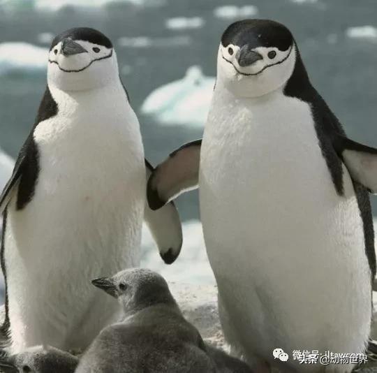 世界各国国宝级动物,世界各地的名贵动物